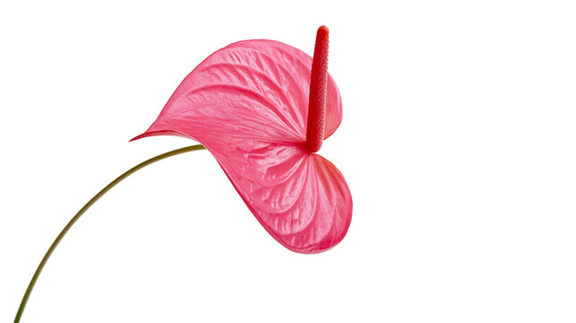 Isolated vibrant pink anthurium flower with a delicate curved stem, elegant tropical bloom