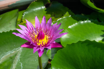 Stunning close-up of a vibrant pink water lily or lotus flower with a striking yellow and purple center, blooming amidst lush green floating leaves. Thailand. © Vlad Rakin