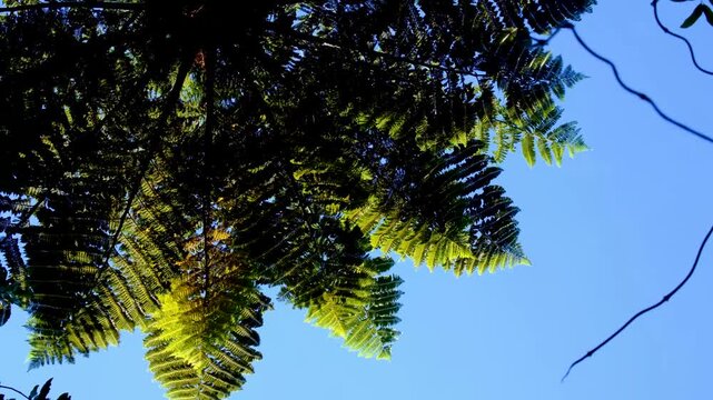 Looking up at New Zealand cabbage tree tī kōuka in forest moving in windy breeze in NZ Aotearoa