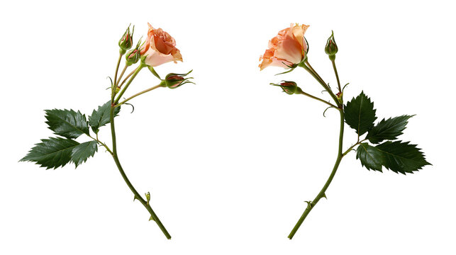 Isolated two delicate peach roses with fresh green leaves and unopened buds on thorny stems