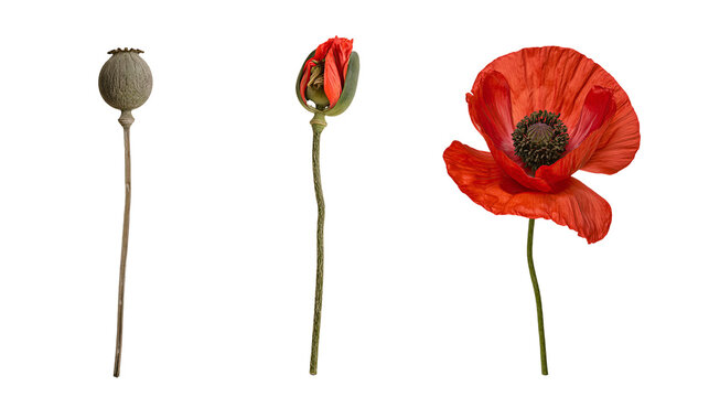 Isolated Stages of red poppy flower growth from seed pod to fully open blossom.