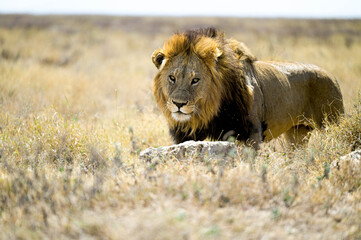 African male lion with dark mane walking forward through golden grassland © Mathias