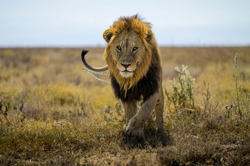 Frontal view of a large male lion pacing directly towards the camera in savannah © Mathias