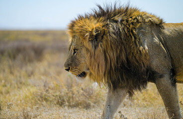 Side view medium shot of a majestic male lion prowling through the grasslands © Mathias