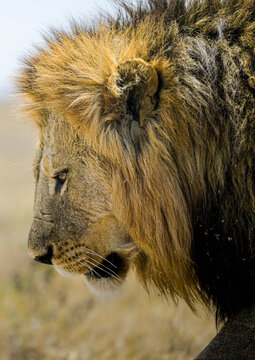 Vertical close up portrait of a majestic male lion head with thick mane