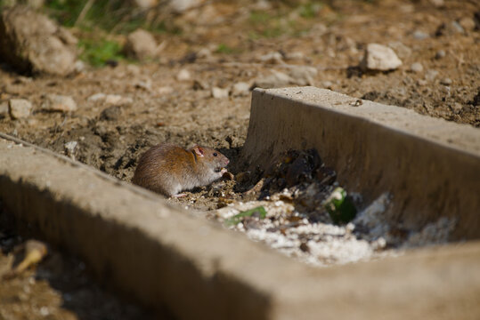Brown rat searching for food scraps on dry ground next to a concrete edge. Urban wildlife in a natural setting.