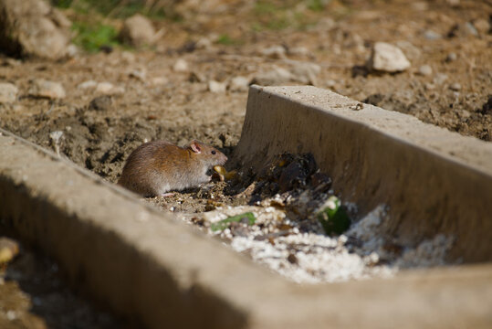 Brown rat searching for food scraps on dry ground next to a concrete edge. Urban wildlife in a natural setting.