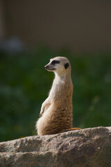 Profile portrait of a meerkat standing upright on a rock and scanning the surroundings. Dark eye patches, a blurred green background and room for text. © lupiklv