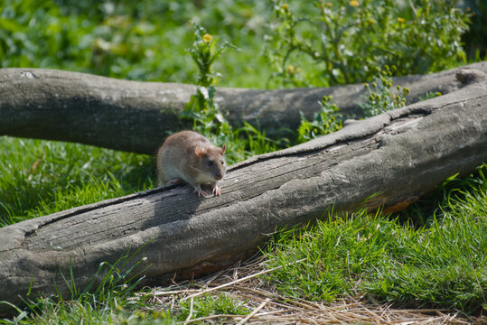 Brown rat on a fallen log in sunny green grass. Wild rodent in a natural setting with plants in the background.