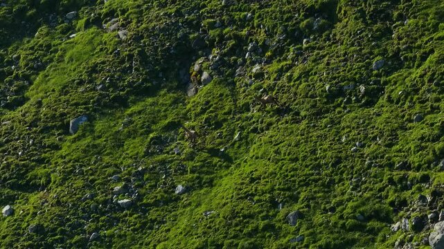 Medium drone tracking shot capturing a close view of two agile chamois sprinting upwards on a steep, mossy and rocky mountain slope.