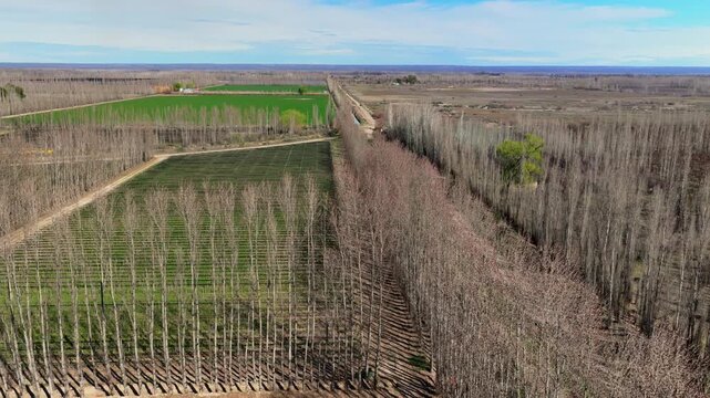 Vineyards, alfalfa fields and poplar windbreaks form a patterned agricultural landscape on dry alluvial soils in Alto Valle, Neuquen Province, Argentina, aerial view.