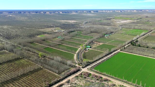 Alfalfa fields and vineyards form an irrigated agricultural mosaic in Alto Valle, Neuquen Province, Argentina, with poplar windbreaks and Barda Norte behind, drone forward flyover.