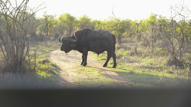 A large Cape buffalo stands on a sandy game reserve track surrounded by green bushveld and thorn trees, lit by warm, low evening sun. The camera looks out from inside a vehicle, giving a natural game-