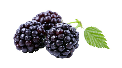 Isolated fresh ripe juicy organic blackberries with green leaf, delicious sweet summer fruit © Ioana