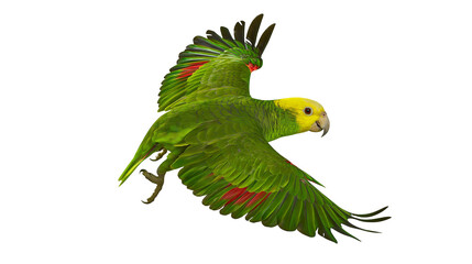 Isolated beautiful yellow-crowned Amazon parrot flying with vibrant green plumage and red accents © Lucas