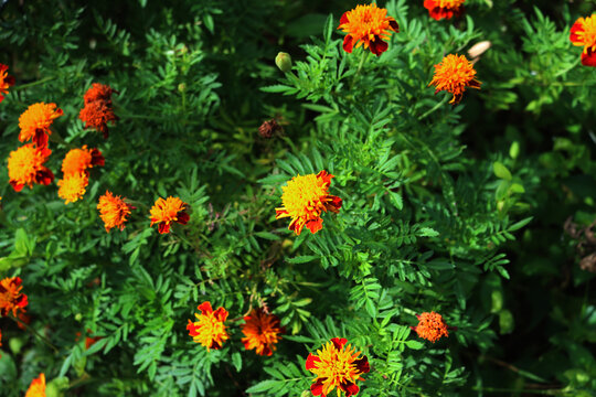 Tagetes patula nana &ldquo;Orange flame&rdquo; plants in bloom in the garden on summer 