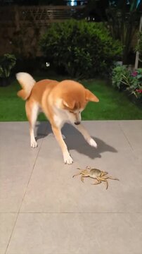 Shiba Inu dog curiously observing a crab on a patio