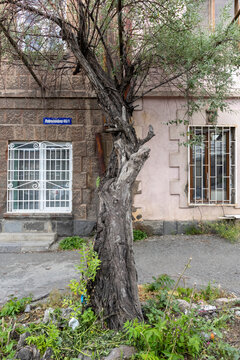 Old dry tree trunk with bare branches and weathered bark standing in a pavement courtyard in front of a stone residential building with a window grille, Yerevan, Armenia