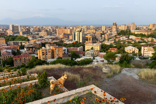 Stray dog standing among wildflowers on a hillside overlooking the city skyline with snow capped Mount Ararat visible in the distance at golden hour, Yerevan, Armenia