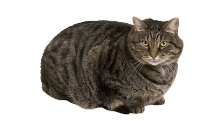 Isolated domestic tabby cat sitting looking at camera, studio shot of a pet feline © Ioana