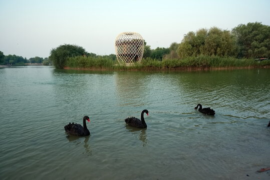 Modern Wooden Dome Tower and Black Swans and on Serene Lake in Al Qudra Lakes, Dubai