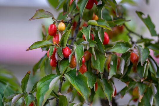 Cornus mas Cornelian Cherry with clusters of ripe red fruits growing on branch with green leaves in autumn garden