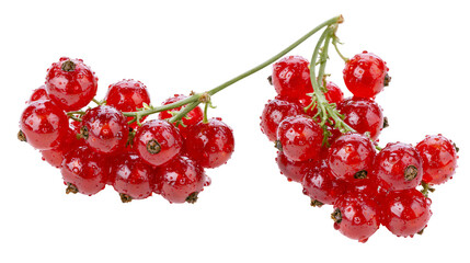 Isolated fresh red currants with glistening water droplets, healthy vibrant summer fruit © Ioana