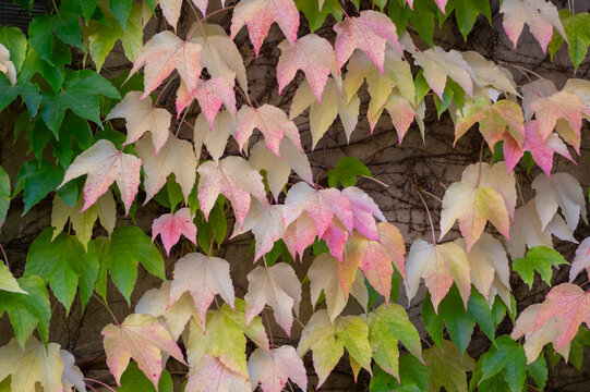 Boston Ivy Parthenocissus tricuspidata autumn leaves changing to pink and cream