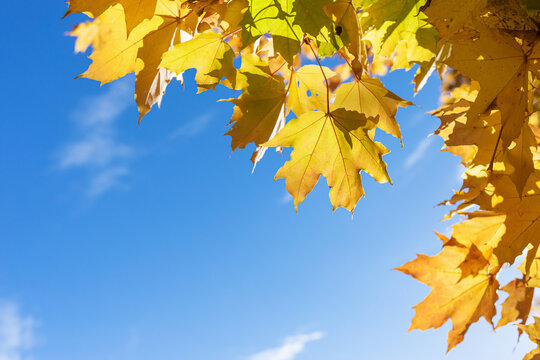 Yellow maple leaves over blue sky background with open copy space, sunny day