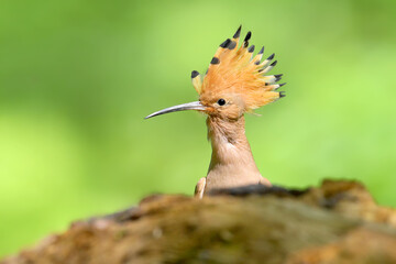 Eurasian Hoopoe (Upupa epops) with crest raised peeking over a wooden log. © VOLODYMYR KUCHERENKO