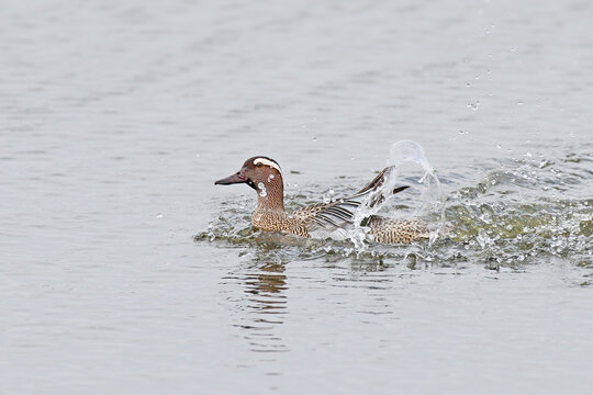 Garganey (Spatula querquedula) male splashing water on the lake surface.