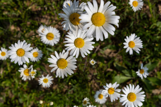 A close up view captures white daisies with yellow centers blooming among green grass in a sunlit countryside meadow during the warm summer season, Haghpat, Armenia