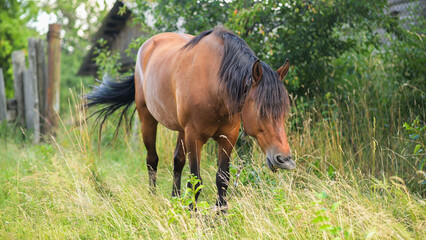 Nuisance flies bother horse standing outdoors in green pasture near rural farm. Domestic equine shakes dark mane trying to repel irritating insects. Strong horse feels discomfort from pests. © Olena Vasylieva