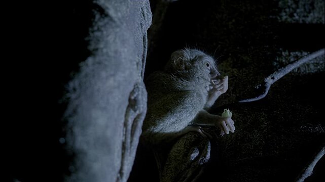 A tarsier perched on a tree branch at night in the dark rainforest of Southeast Asia