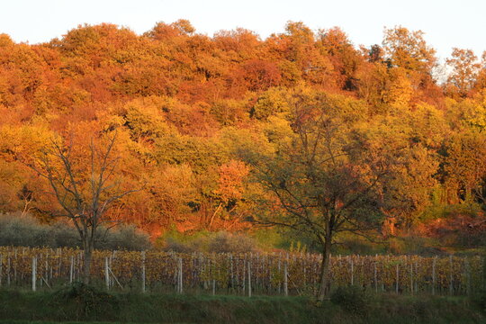bosco al tramonto in autunno