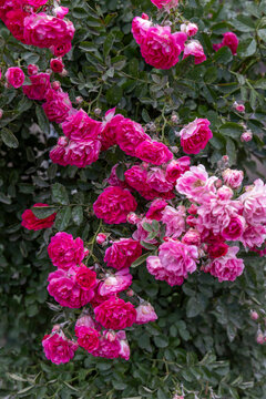 Close up of vibrant pink and magenta roses blooming on a lush green garden bush with delicate petals catching soft warm natural summer sunlight and color, Eghegis, Armenia