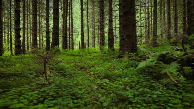 Dynamic first-person perspective tracking shot through a lush green evergreen forest on a misty day.