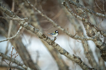 a great tit in winter in hokkaido © Que sera sera
