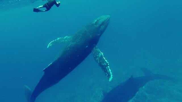 Snorkeler Swimming Beside Humpback Whales near Water Surface in Tonga