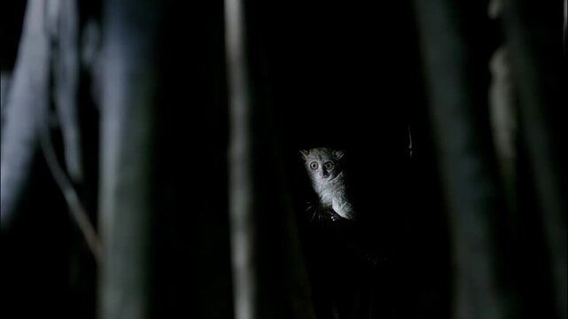 A nocturnal galago primate peers from the dark forest shadows in a natural wildlife habitat