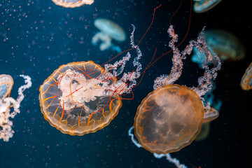 Naklejka premium underwater photography jellyfish Chrysaora fuscescens, Pacific sea nettle, West Coast sea nettle