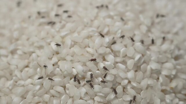 Numerous rice weevils - Sitophilus oryzae - infesting a pile of white grains, macro view