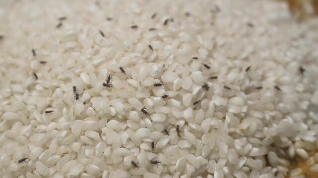 Numerous small rice weevils crawling through a pile of uncooked white rice grains