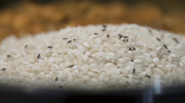 Macro shot of a rice weevil infestation moving through a pile of uncooked rice grains