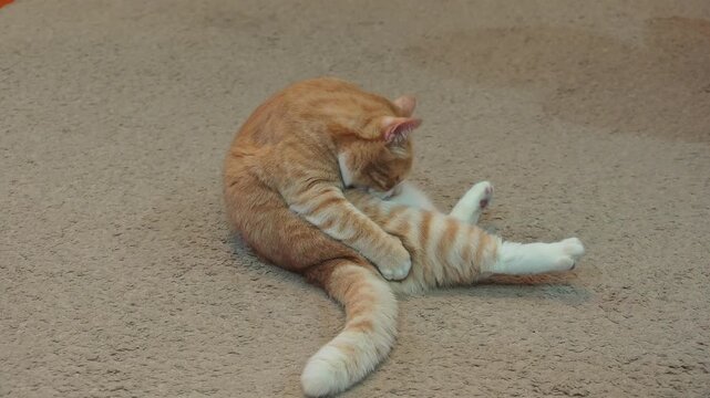 Ginger tabby cat curls on beige floor, diligently grooming itself in relaxed, flexible pose