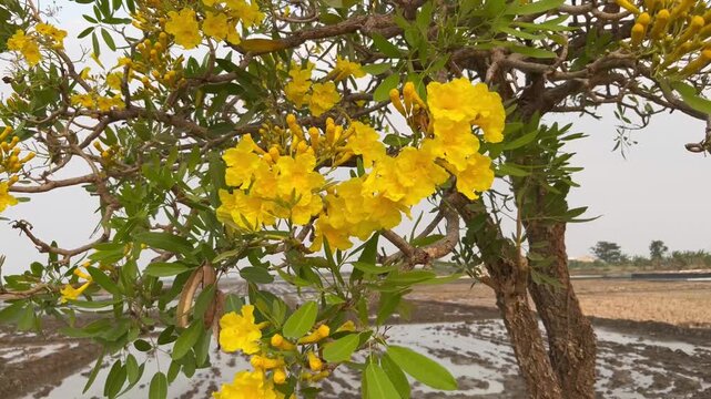 Close up of yellow tabebuia flowers blooming on tree branch