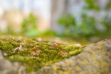 Ladybug crawling on a green grass blade © Lisette