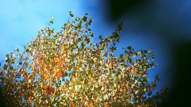 Slender birch branches display autumn foliage in warm hues of yellow, orange, and green against a vivid blue sky