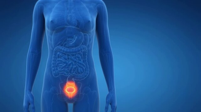 3D medical animation of a female human body with a highlighted glowing urinary bladder against a blue background