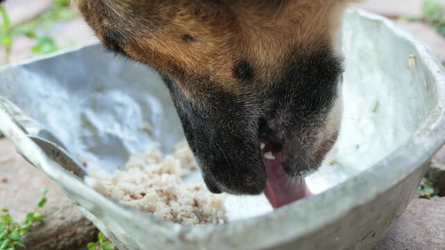 Slow Motion Close-up of Dog Eating Rice from Metal Bowl